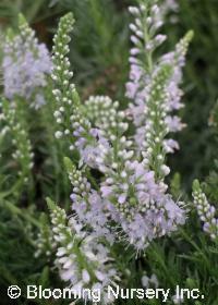 Veronica pinnata 'Blue Feathers'